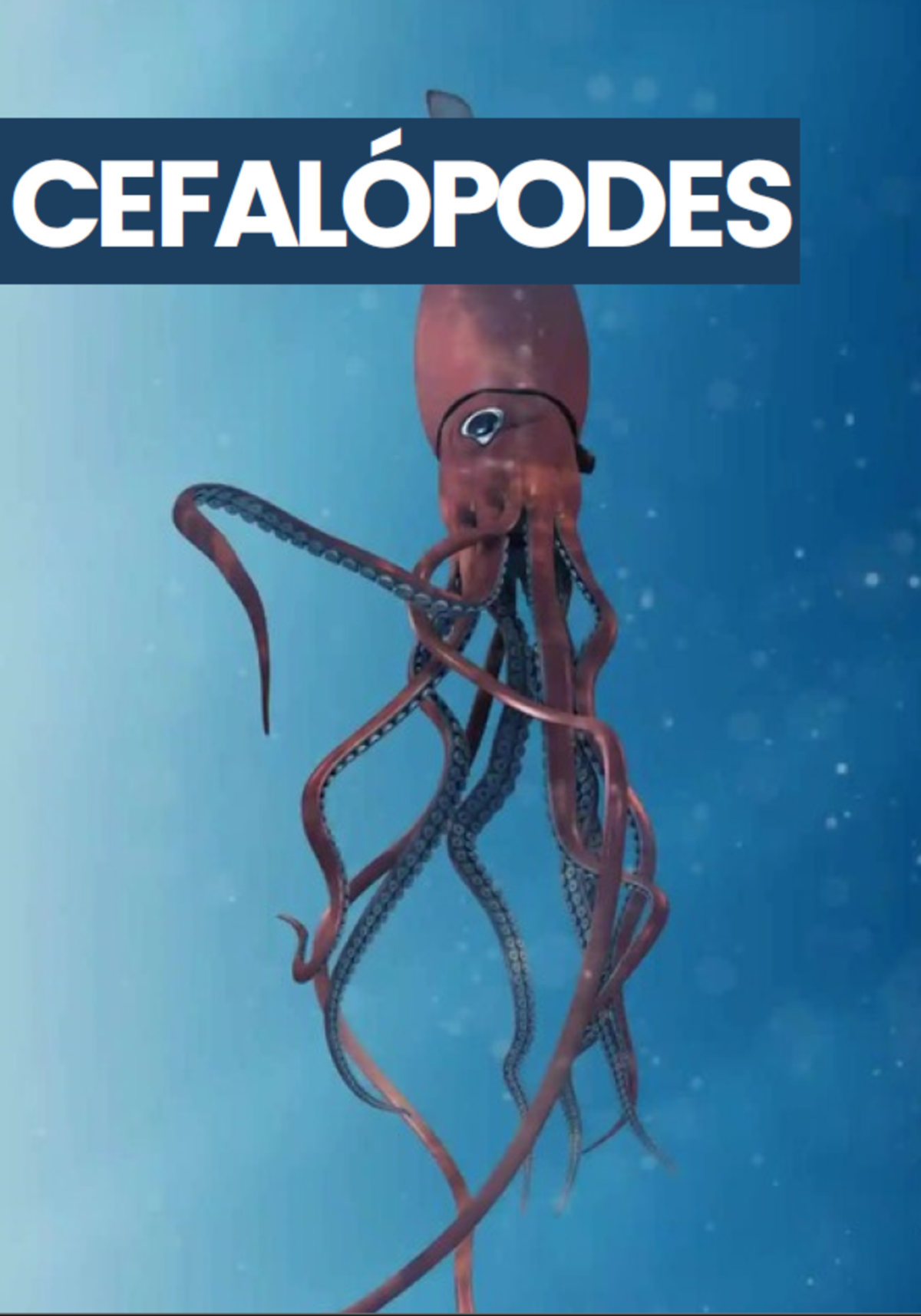 cefalopes