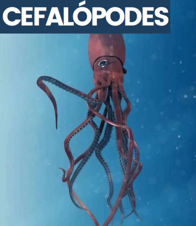 cefalopes